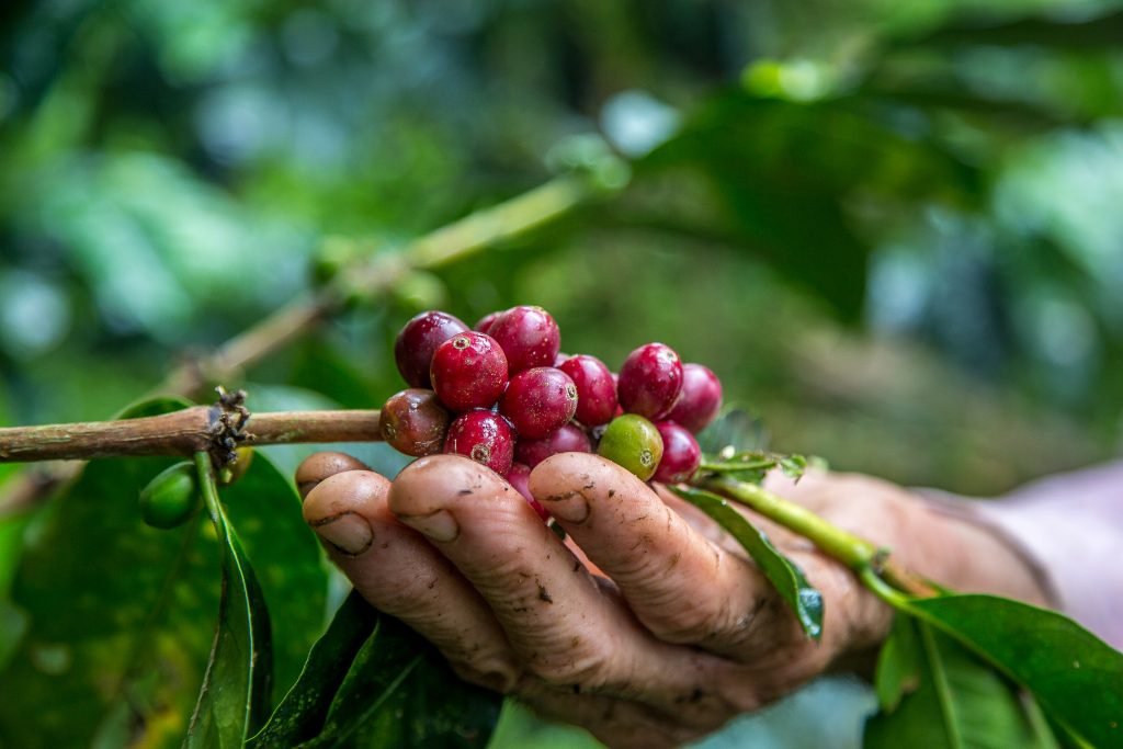 closeup shot male hand picking cherry red coffee beans tree