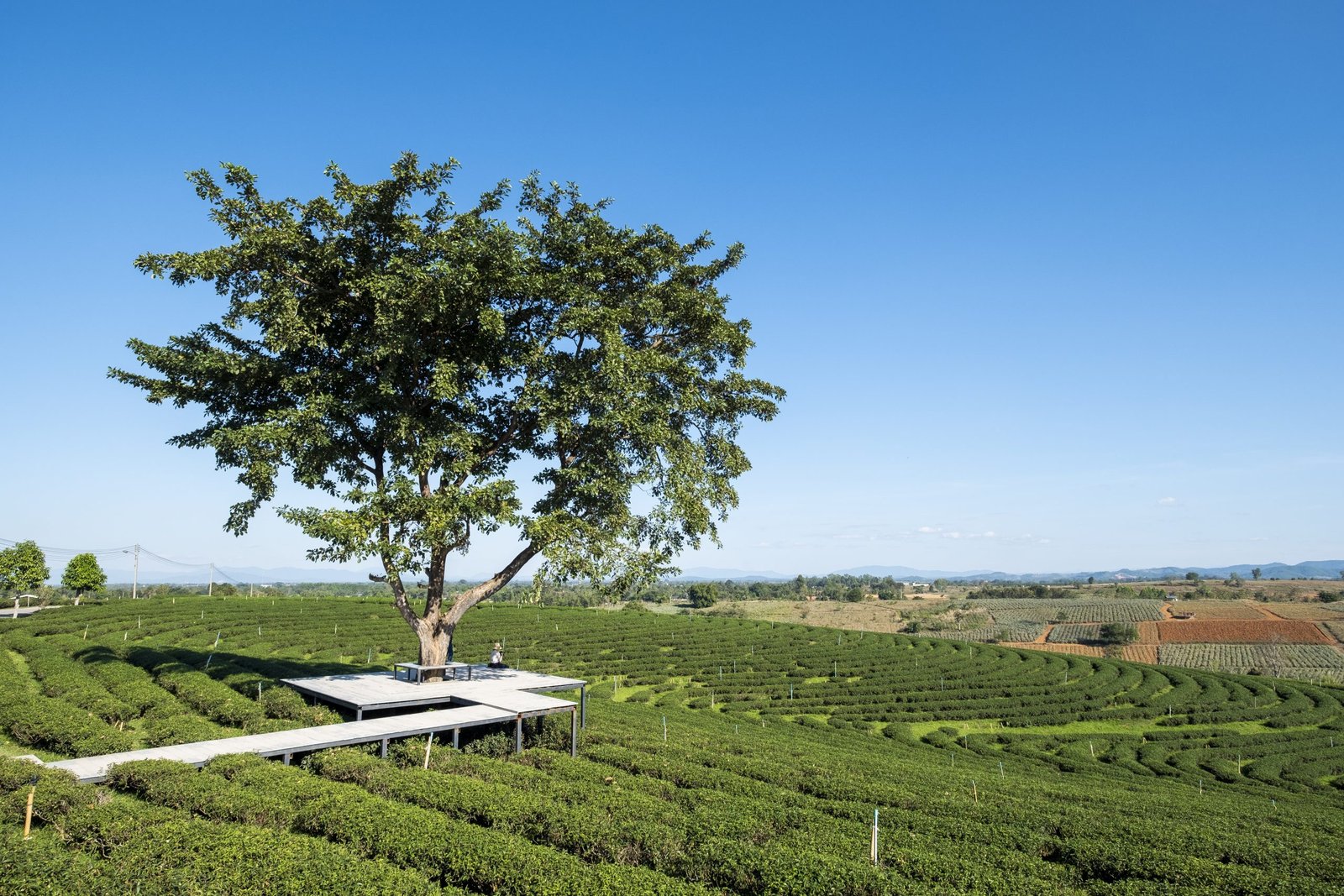 girl big tree tea field scaled