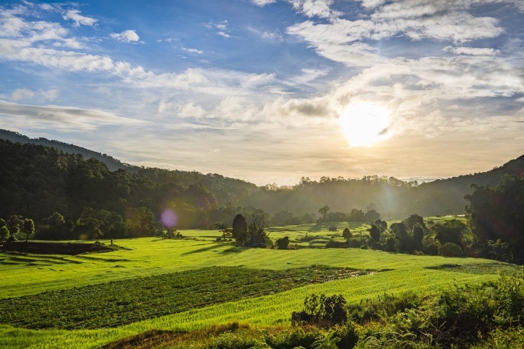 sunset rice farm field thailand