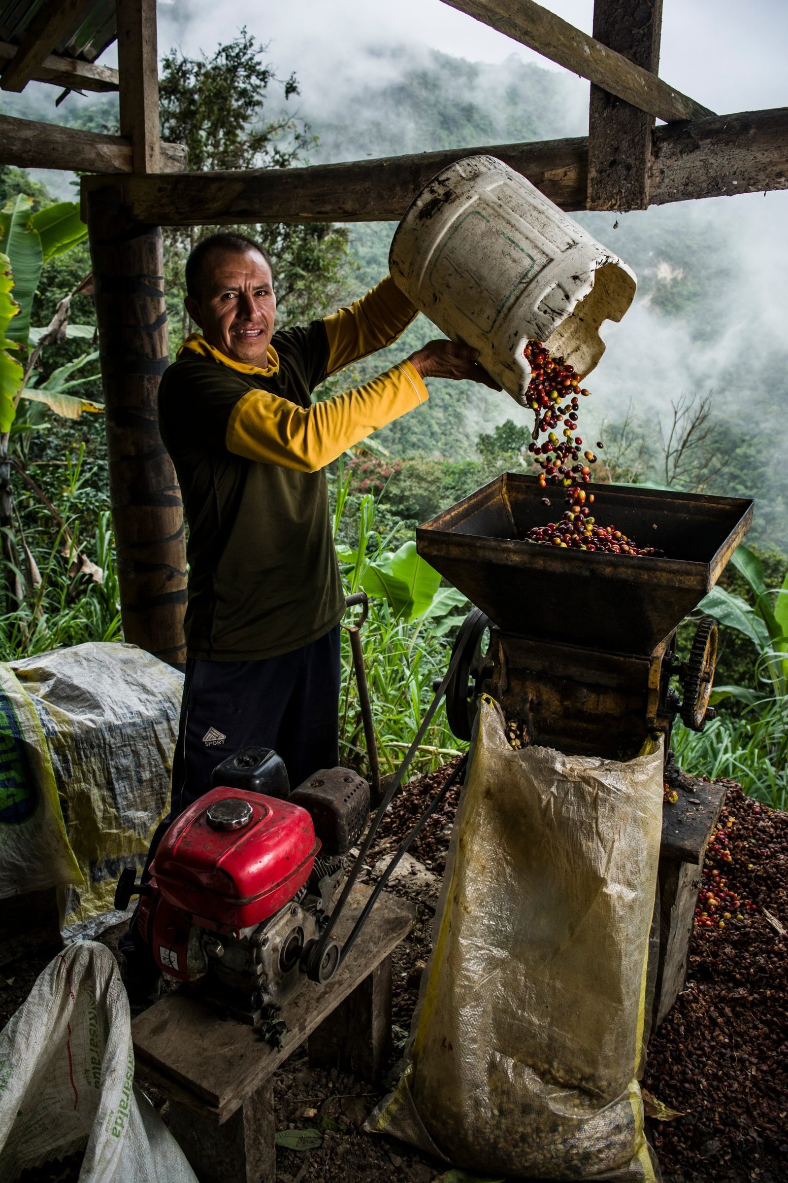 latin american coffee farmer working harvest with his plants drying coffee jungle scaled