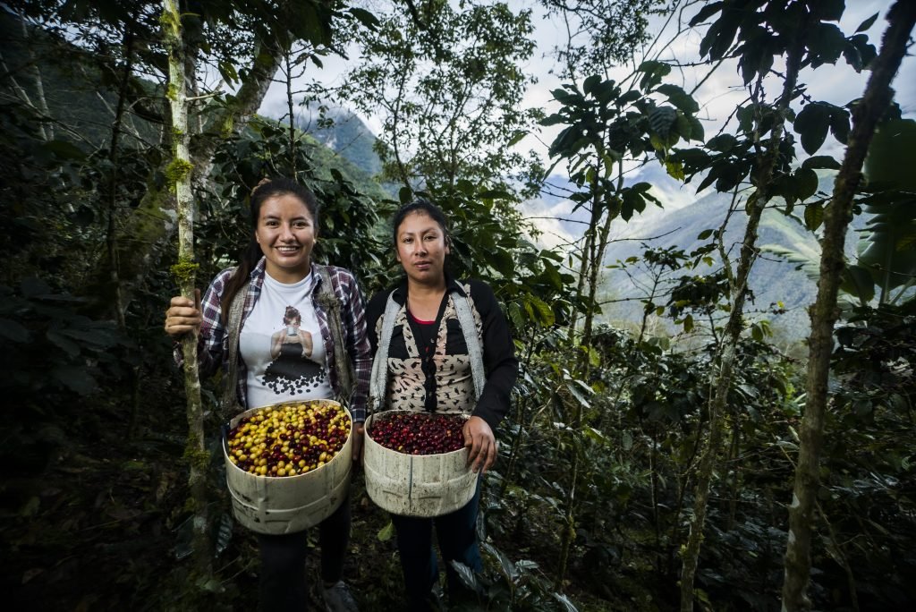 latin american women harvesting coffee their farms various angles