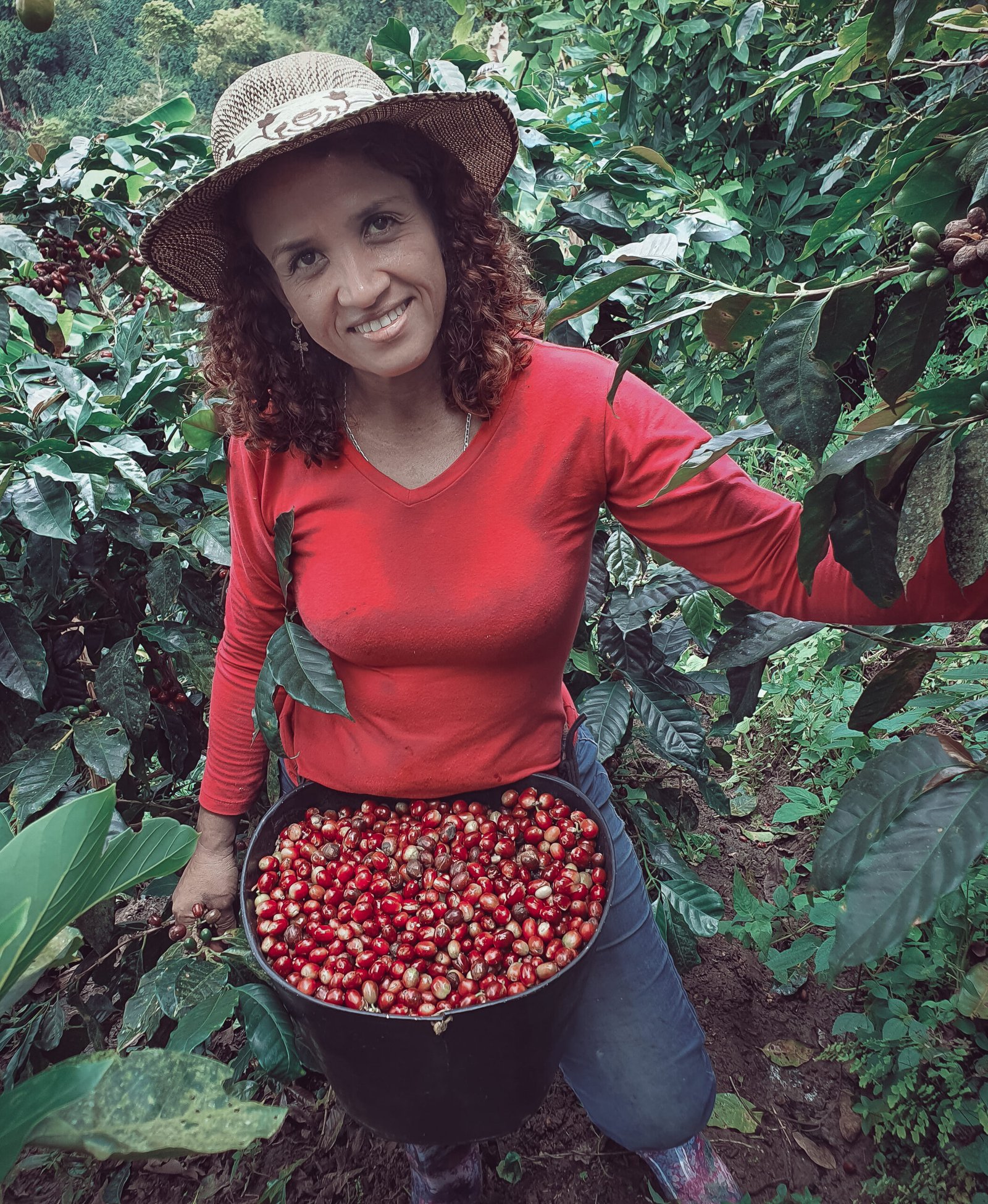 farmer woman picking her colombian coffee farm scaled