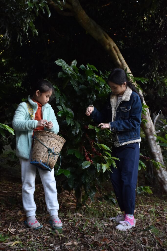 girls harvesting fruits from tree farm