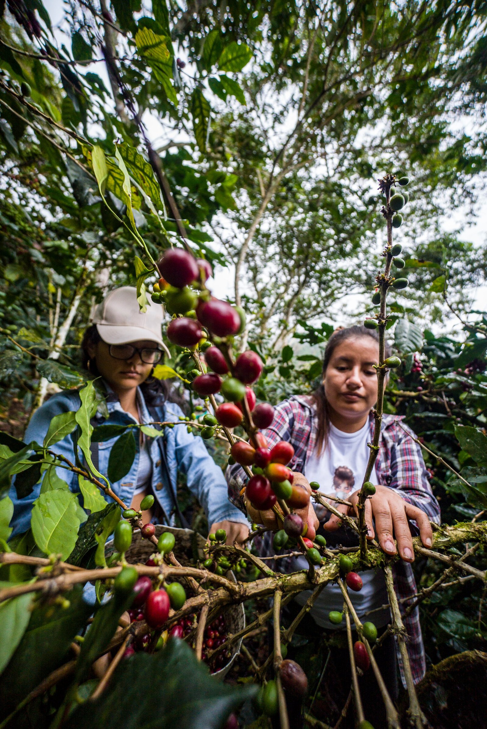 latin american farmer working harvest with her plants drying coffee posing scaled