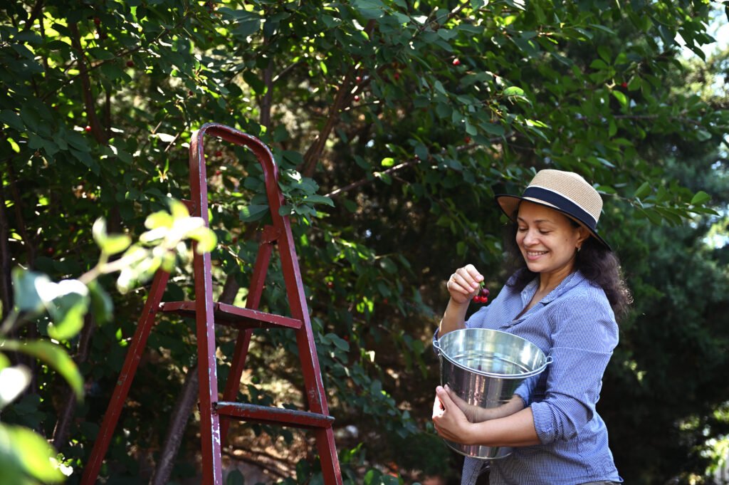 pleasant woman enjoys seasonal harvest time plucks ripe cherries from tree into metal bucket while gardening orchard