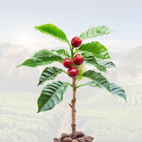 Planta de Café en Colombia - Unidad Productiva Goldmez